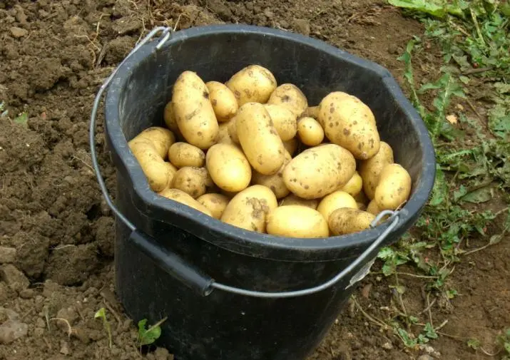 картофель Гала Ред скарлет в Оренбурге и Оренбургской области